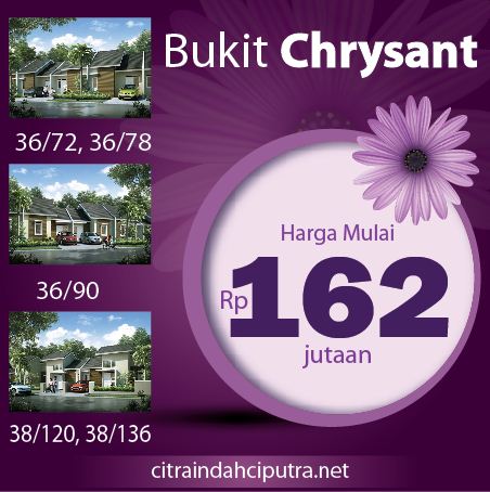 Chrysant citra indah